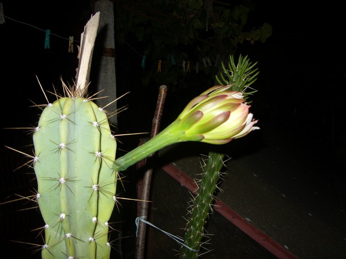 ora-21:00 - Cereus forbesii