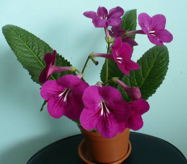 P1120815 - STREPTOCARPUSI