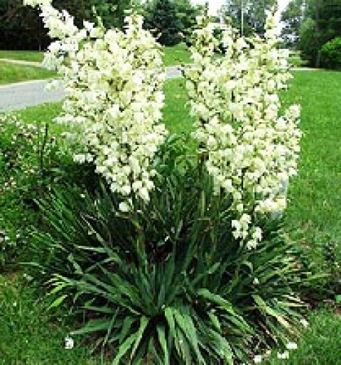 YUCCA DE GRADINA - Liane