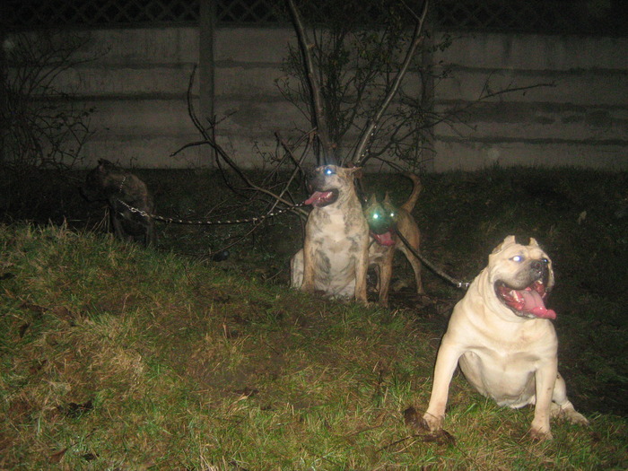 IMG_1077 - dogo canario