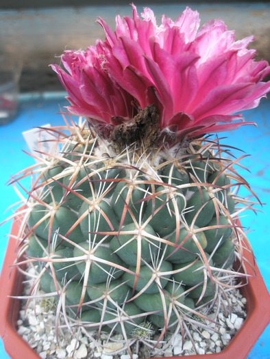 Coryphantha elephantidens - 11.10 - Coryphantha