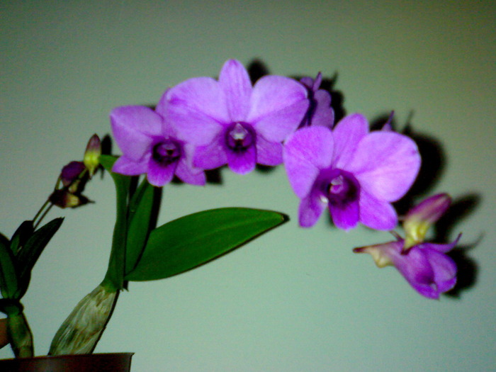 Den phalaenopsis mov; specie pitica,flori cu petale putin carnoase , deschise amplu ; perioada infloririi - 2 iulie - 20 a
