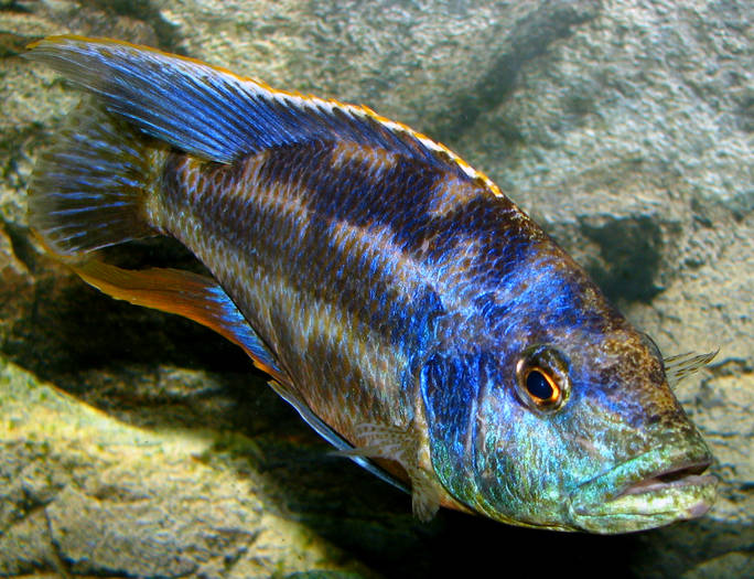 Nimbochromis polystigma gros