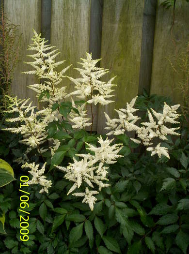 Astilbe alb 1 iun 2009