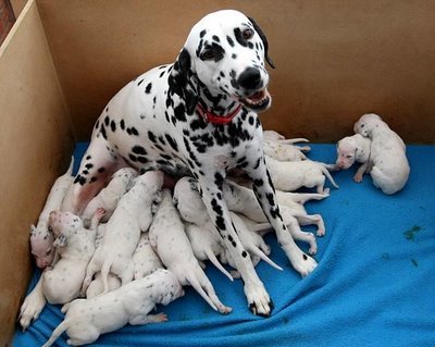 dalmatian-dog-birth-1