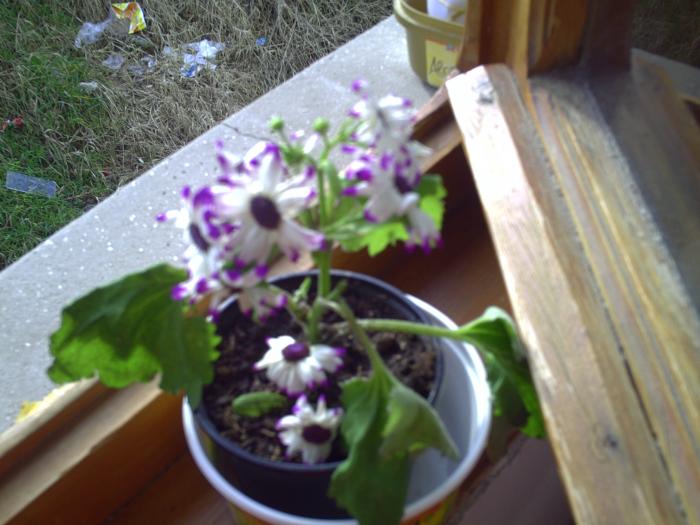 cineraria - plante-2009