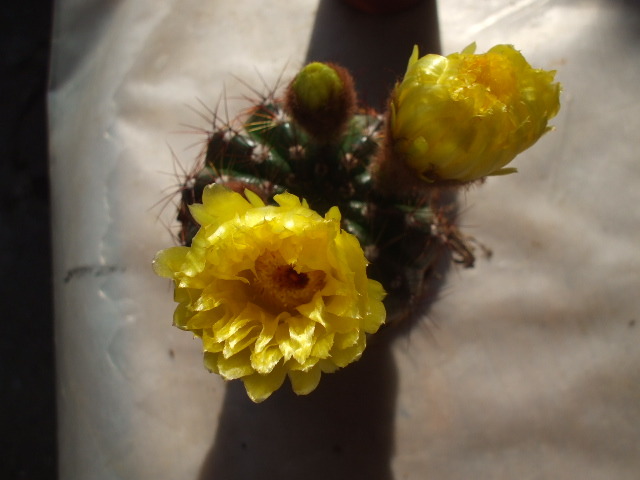 Picture 172 - cactusii mei