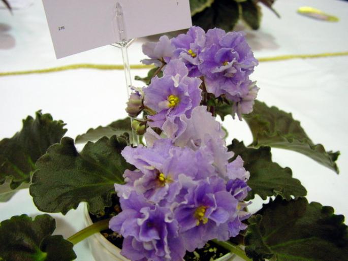 L_Heure_Blue_2005avsa - violete de pe net