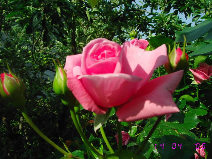 Roz - Trandafiri