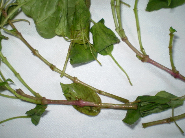 P8182369 - daunatori