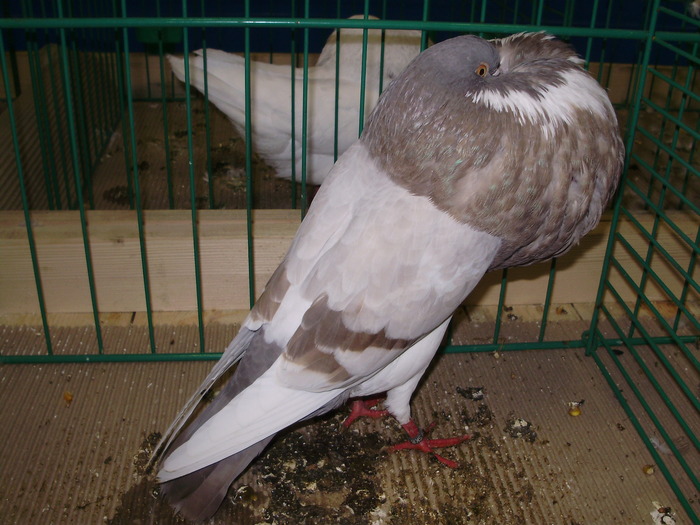 9048 nk 0 - 1507 partea 3b