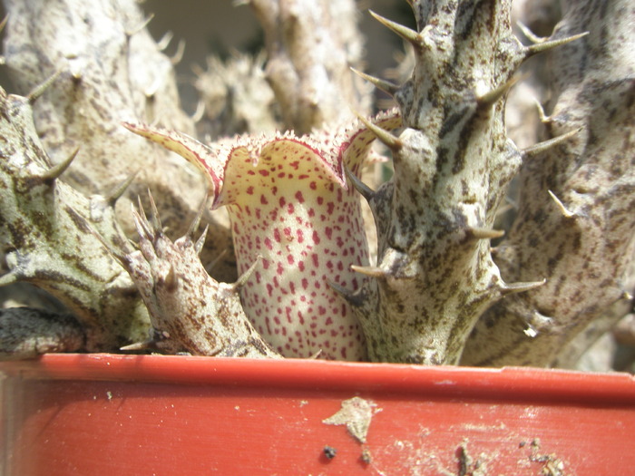 Stapeliathus decary - cupa florii - Asclepidiacee 2009