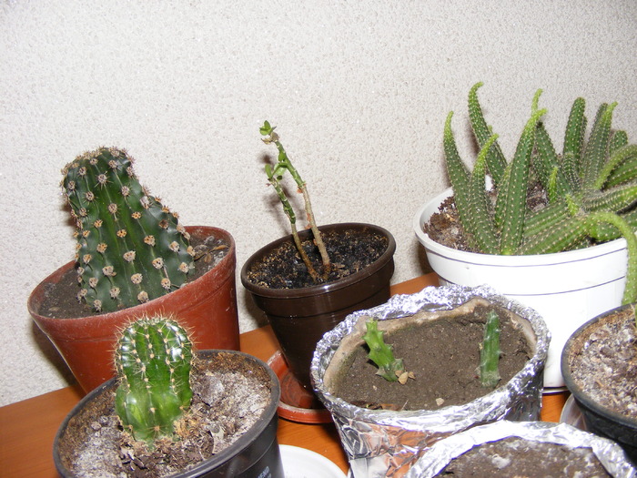 CACTUSI