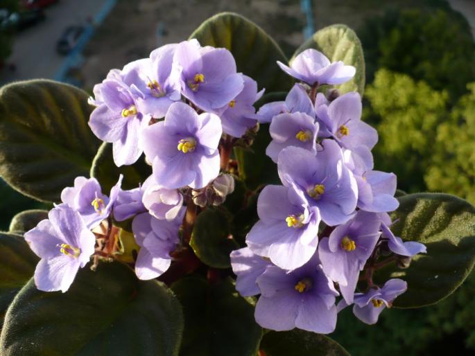 P1030865 - Violete africane