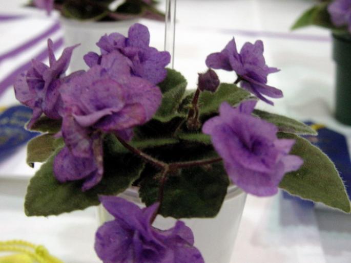 Everdina_2005avsa - violete de pe net