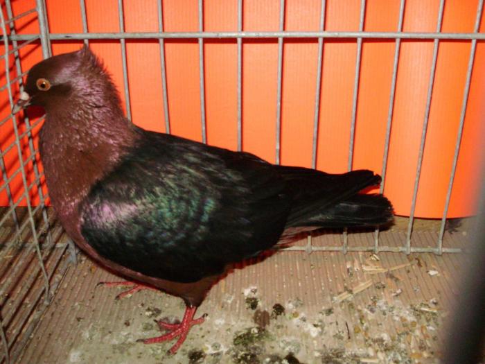 09482b gimpel 1 09482b gimpel 1