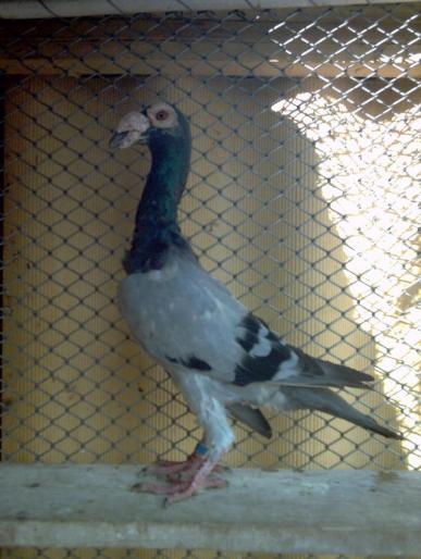 27 - porumbei carieri - 2007