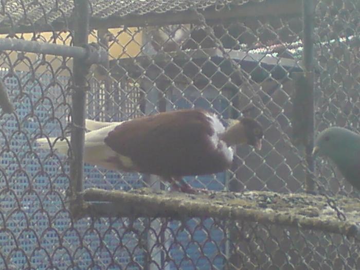 DSC01042 - Gat-Golas