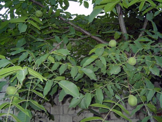 nuci in iulie - Pomi fructiferi fructe si arbusti