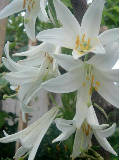 fNqQzx704726-02 - Flowers