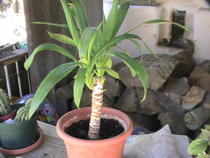 PIC_3604; Yucca
