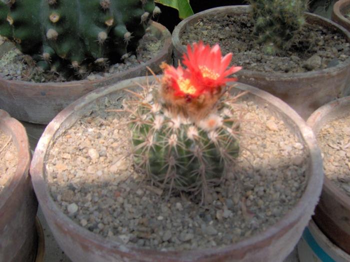 Picture 029 - 1 poze vechi cu Flori si Cactusi