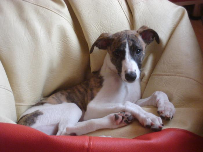 Absolute Style de Casa Braty - WHIPPET de CASA BRATY