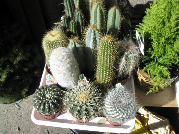 cactusi de vanzare. 8 $