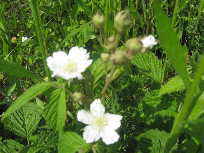 IMG_1951 - HARNICUTELE TATII