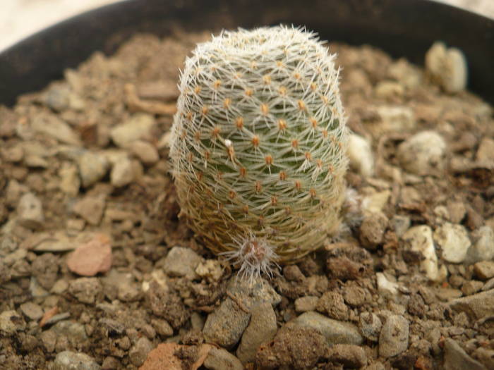 P1020696 - Cactusi 2009