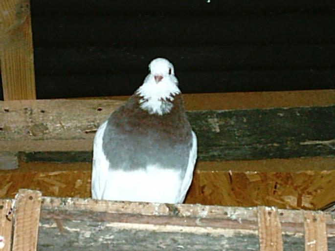 IMAG0061 - O zi de vara pt porumbei-     --a day of summer for pigeons