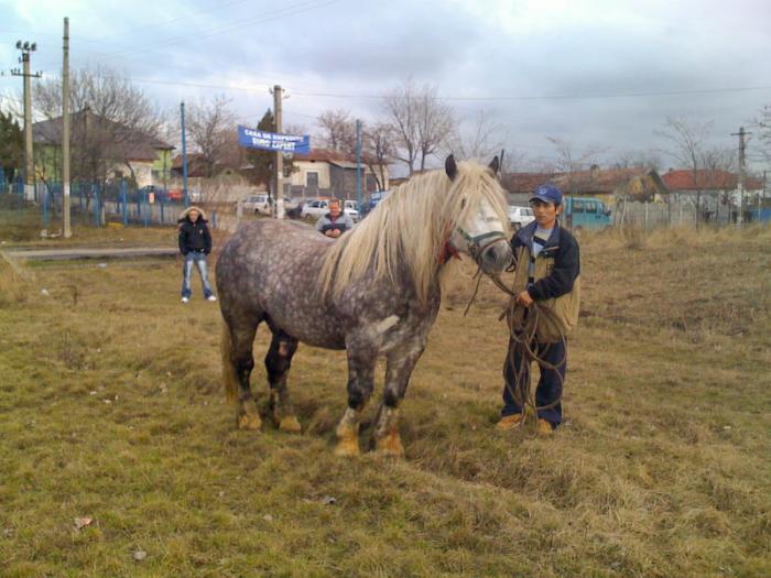 Percheron - Cai de rasa Percheron