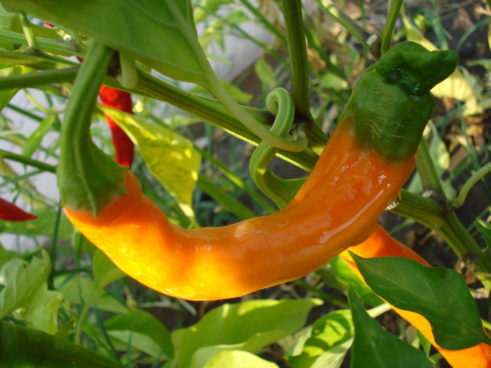 Orange Cayenne Pepper (2009, Aug.29) - Cayenne Orange Hot Pepper