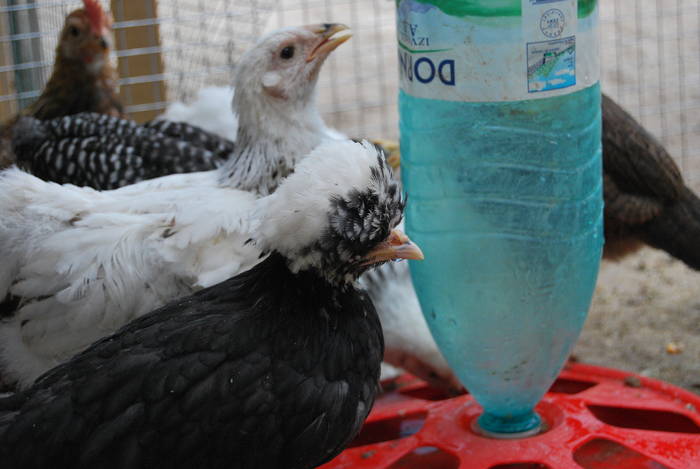 pui 2009 - PASARI DE ORNAMENT