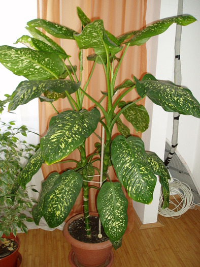 dieffenbachia