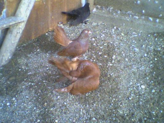 picture0007 - Roller de colectie