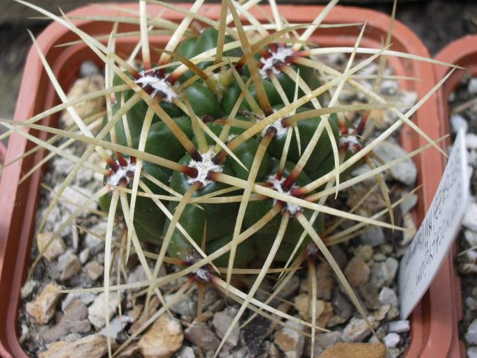 Gymnocalycium