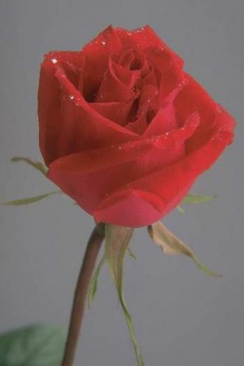 trandafir stralucitor - TRANDAFIRI