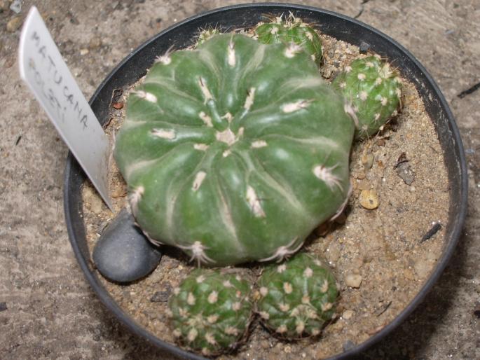 Matucana polzti - cactusi