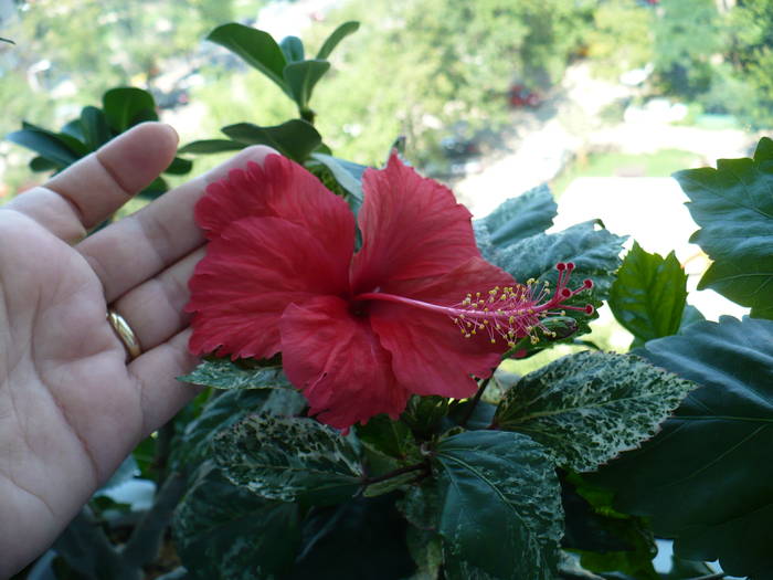 P1140838 - HIBISCUSI