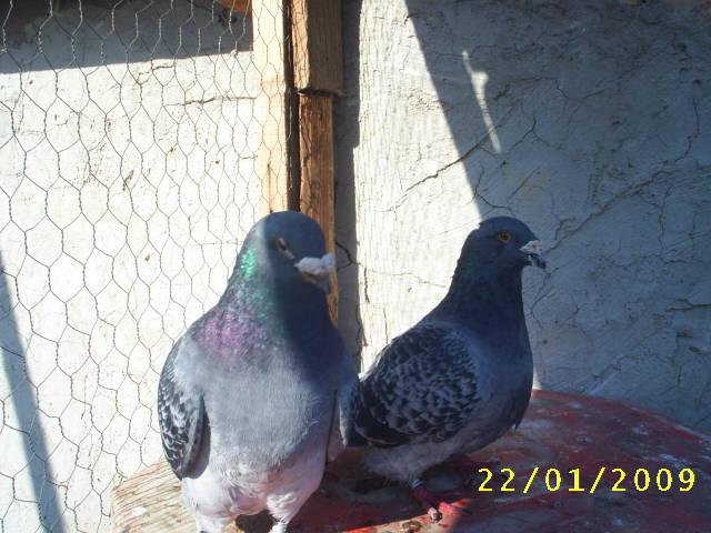 S3010079 - porumbei voiajor standard_album nou pentru prieteni si pasionati 2009