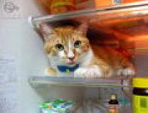 poze_m_pisica_la_frigider[1]