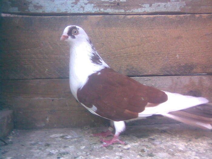 Mascul dat in Cluj la Cipri