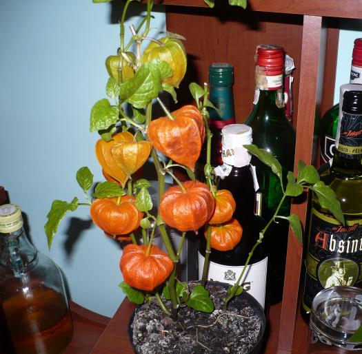 physalis franchetii