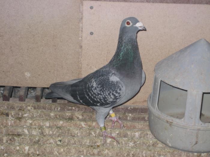 Desmeth Mathis(linia Klare)