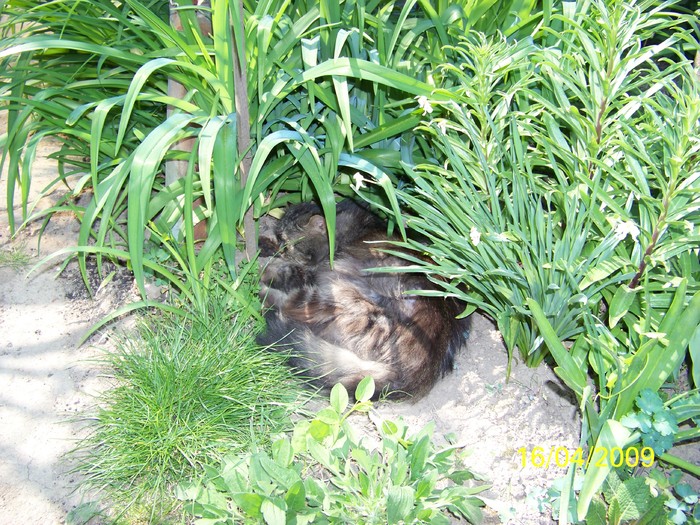 100_0568 - Primavara in curte  Timisoara