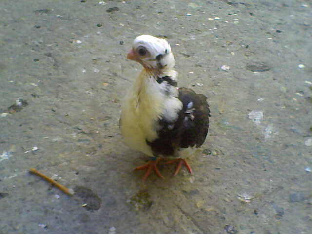 Sedat 033