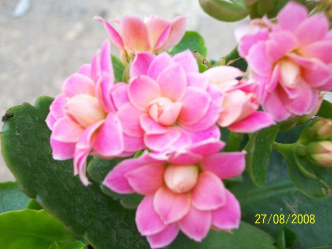 100_0279; kalanchoe
