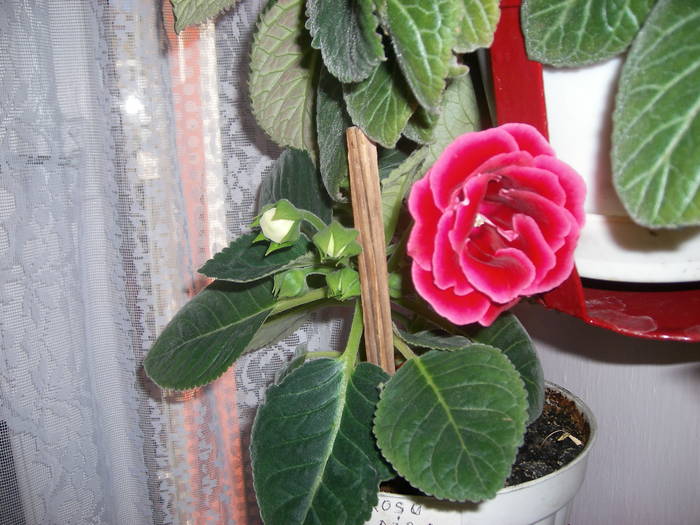 Gloxinie rosie dubla - Flori - 2009