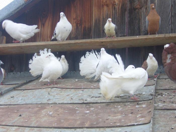 Picture 001 - Porumbei mei si voliera mea